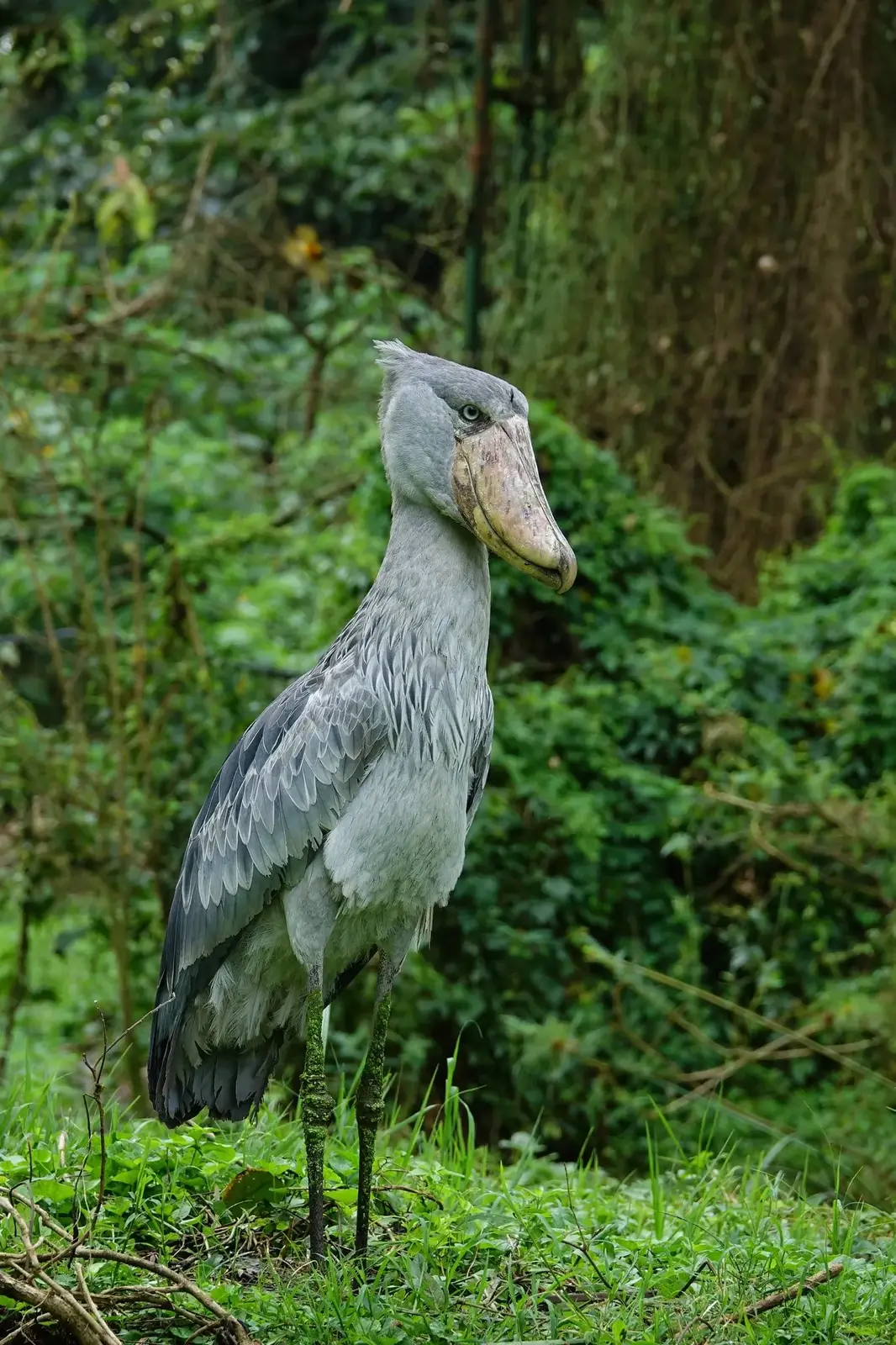 Rare Wildlife