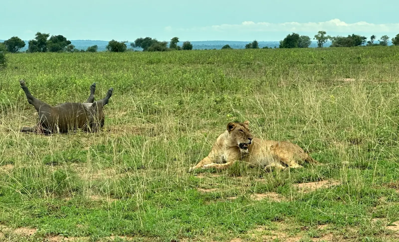 Tree-Climbing Lions to Bwindi