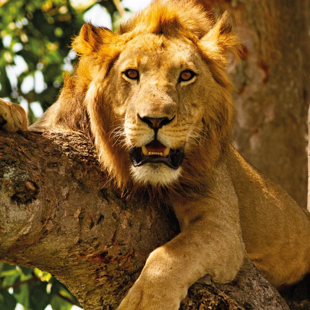 Tree-Climbing Lions