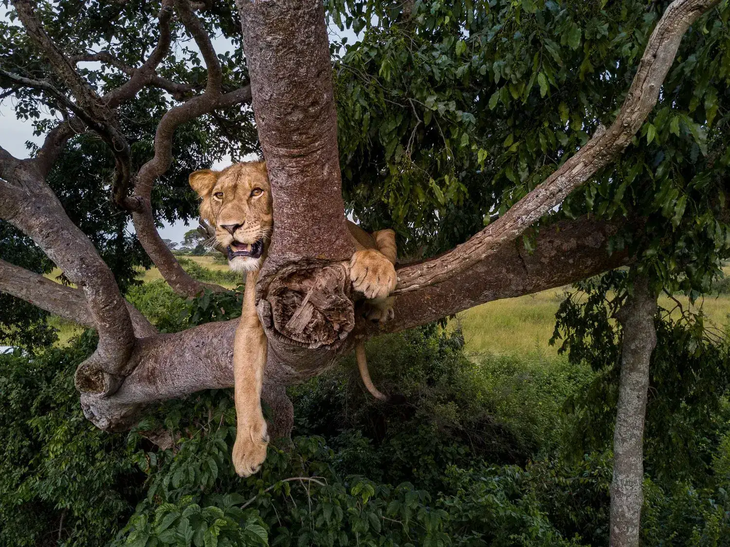 Tree-Climbing Lion