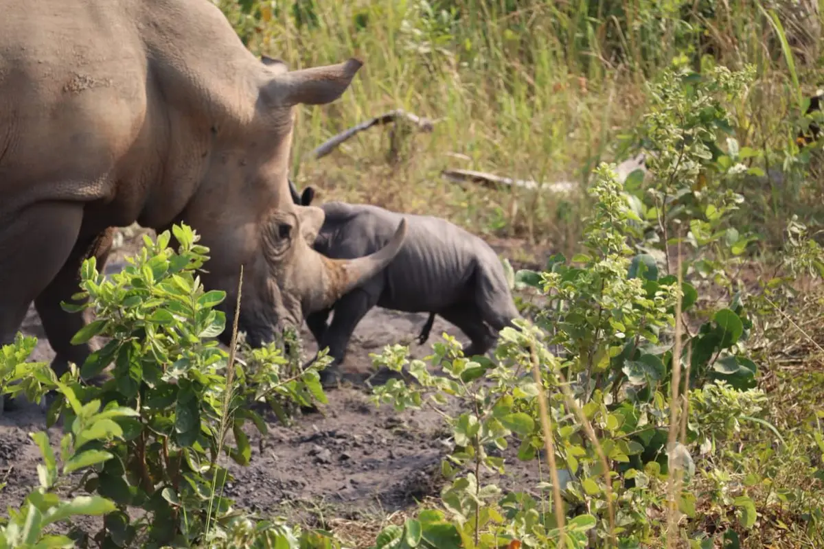 Adult white rhino with a calf in scrubland