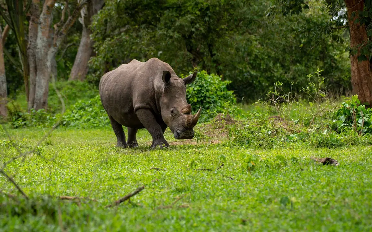 White rhino walking through green woodland