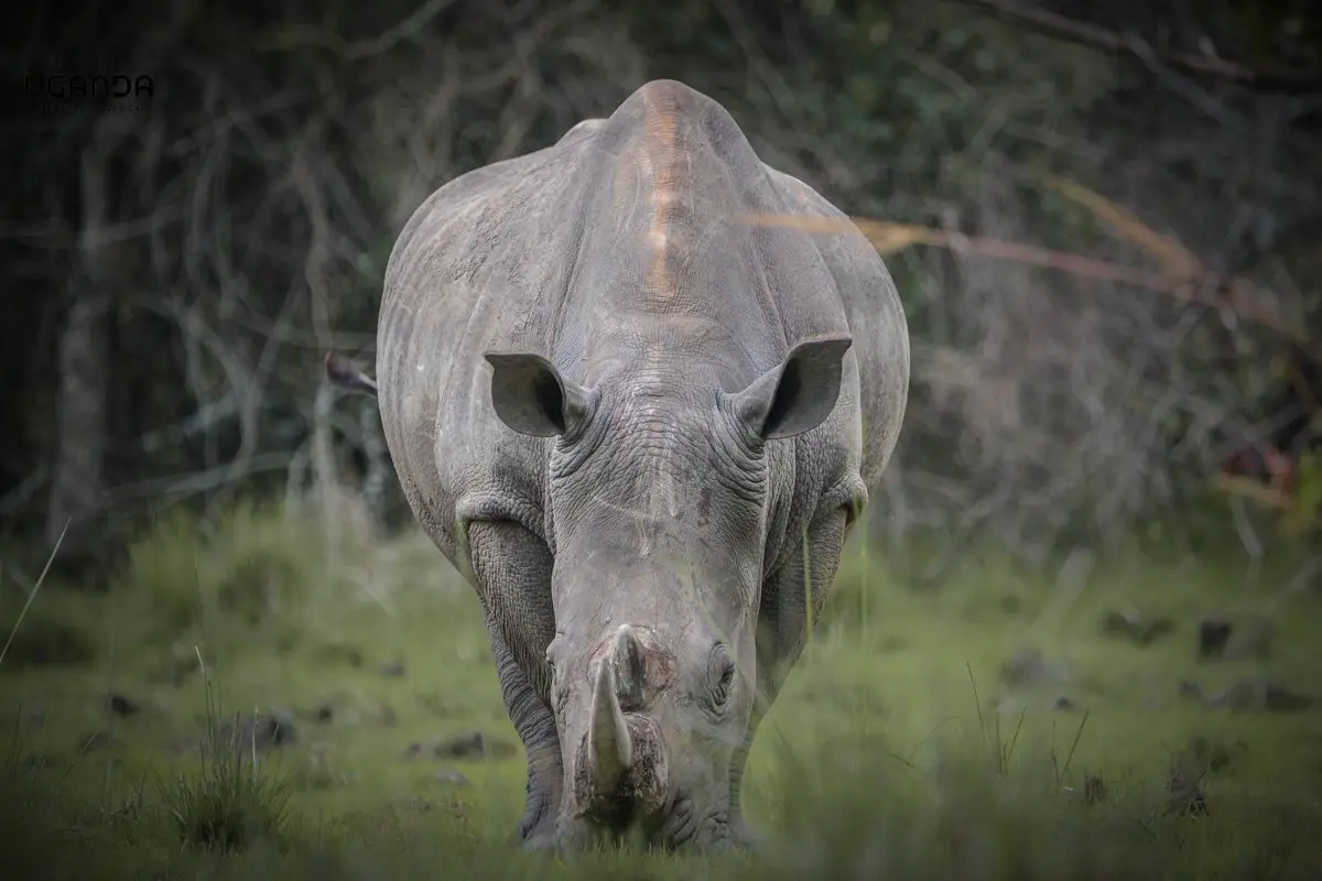 White rhino facing forward in a grassy clearing