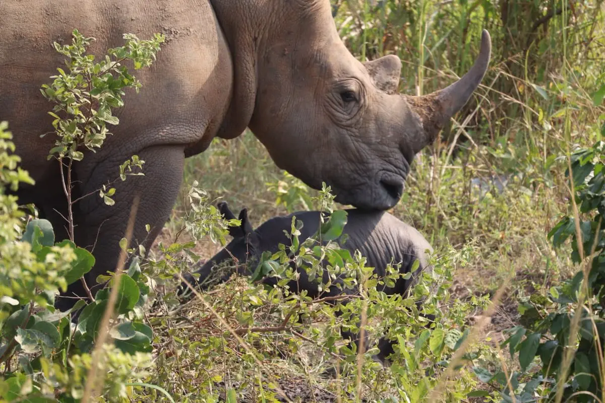 Adult white rhino beside a calf among low plants